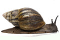 Archachatina marginata suturalis typ 4 adult